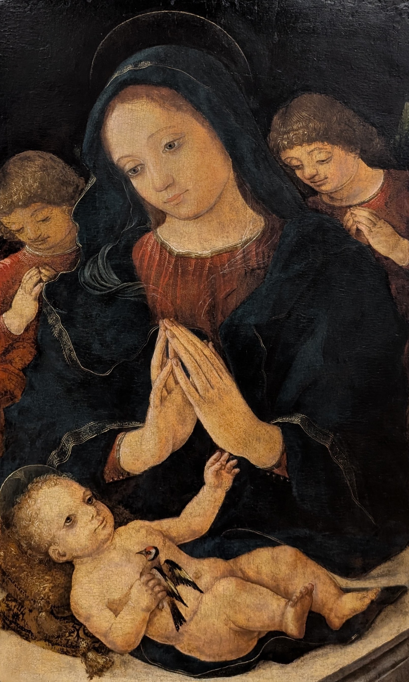 Madonna del cardellino by Liberale da Verona