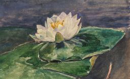 Water Lily by Winslow Homer