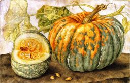 Zucca by Giovanna Garzoni